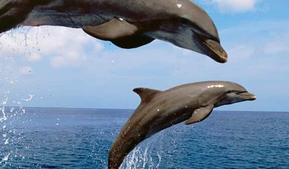 Дельфины в Никити Греция